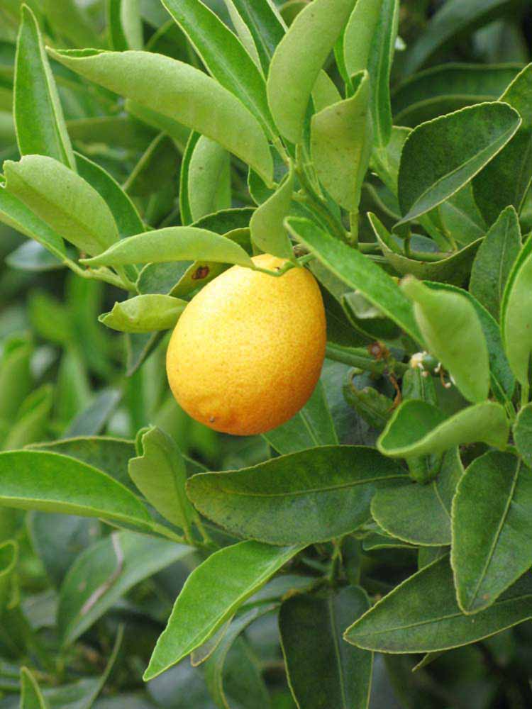            Fruit (Riverside, CA)   